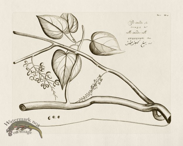 (image for) HORTUS VOl 07 19