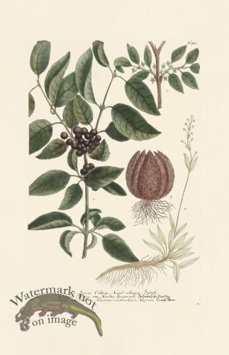 (image for) Weinmann PL 945