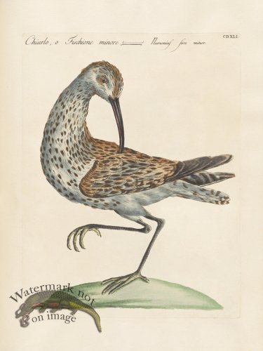 (image for) Manetti 441