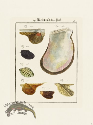 (image for) Martini Shells 081