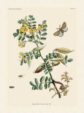 Wilkes Butterflies 107