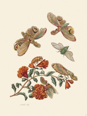 Merian Metamorphosis 49