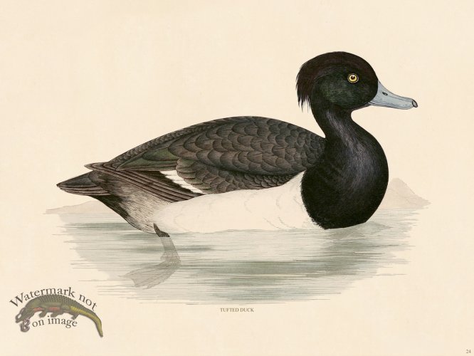 (image for) 24 BGB Tufted Duck