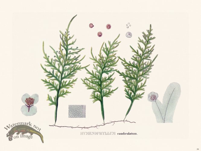 (image for) Ferns of Brazil 39