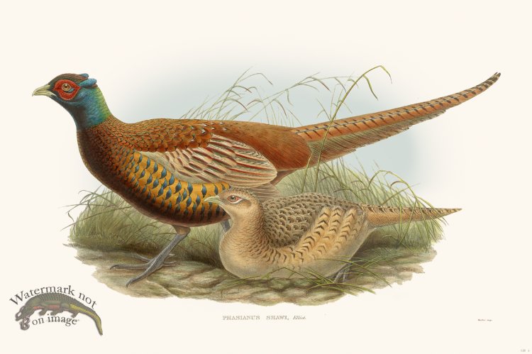 (image for) Gould Game Bird 004