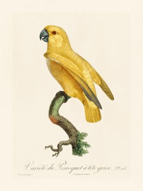 Barraband Parrot 118