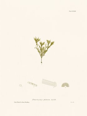 Bradbury Seaweed 173