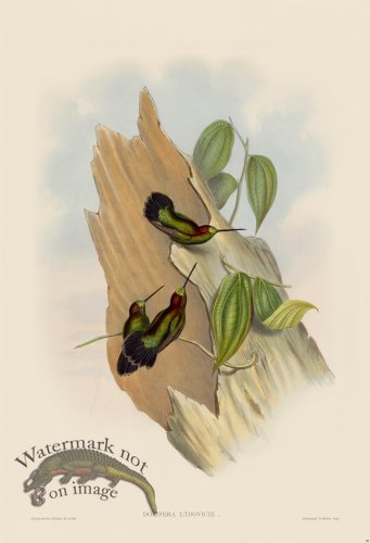 (image for) Gould Hummingbird 088