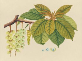 Far East Fruit and Flowers 03