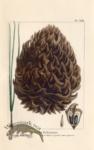 (image for) Gray Pine