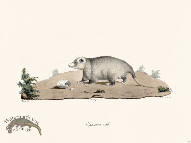 (image for) Cuvier 248 Male Opossum