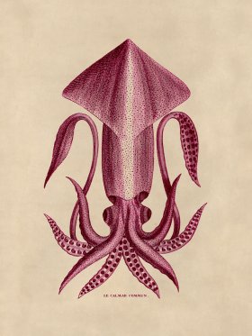Octopus Pink 36