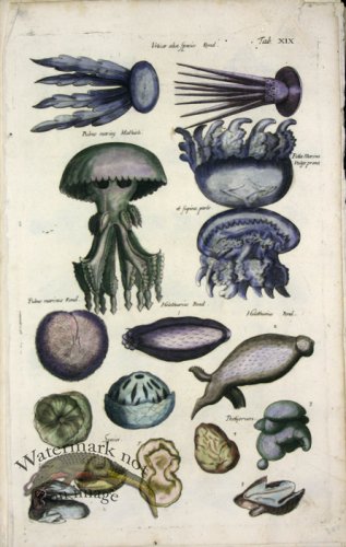 (image for) 1660_Sea_life_17