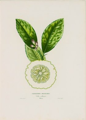 Poiteau Citrus 24