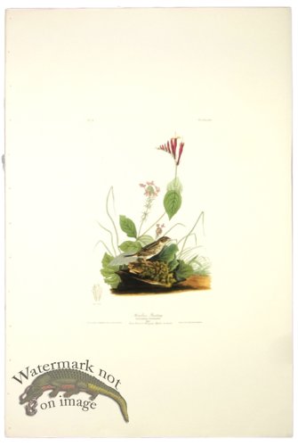 (image for) Henslow\'s Bunting