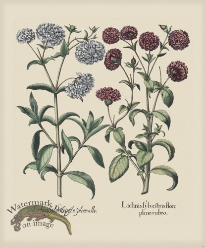 (image for) Besler 250 Colored B2