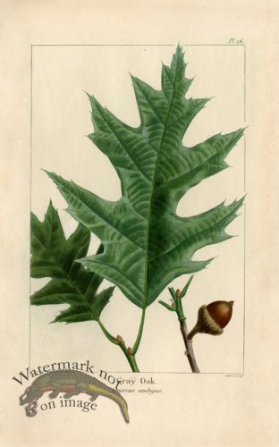 (image for) Grey Oak