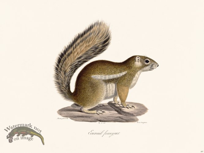 (image for) Cuvier 267 Fosseyeur Squirrel