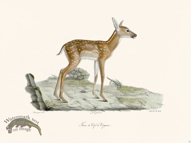 Cuvier 025 Fawn Of The Virginia Deer