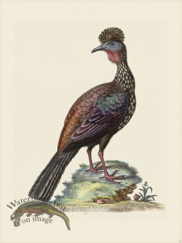 (image for) Edwards 013 Quan