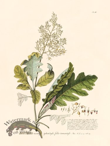 (image for) Trew Botanical 04