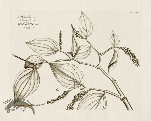 (image for) HORTUS VOl 07 12