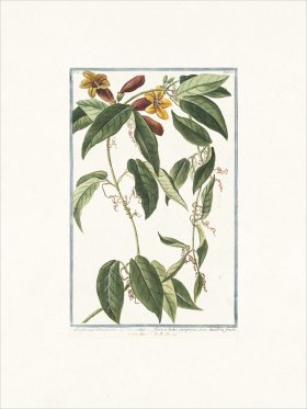 Bonelli 185 scandens