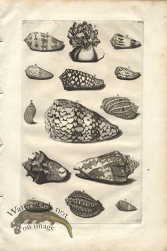 (image for) Rumphius 32