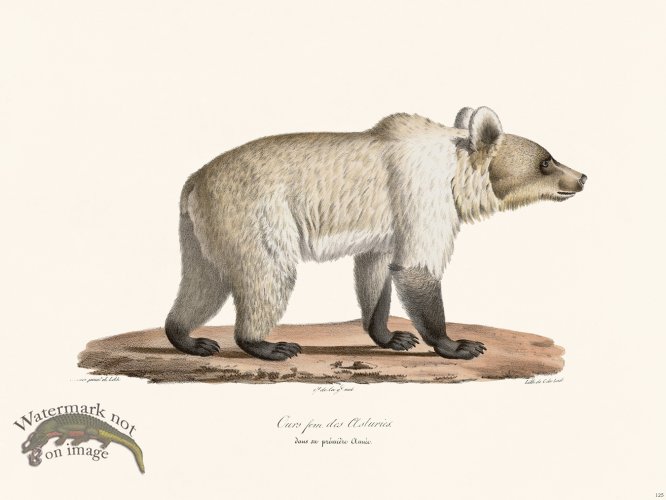 (image for) Cuvier 125 Female Brown Bear