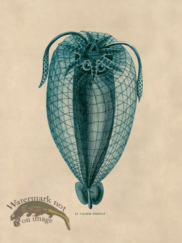 (image for) Octopus Teal 37