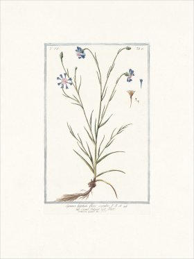 Bonelli 681 Cornflower