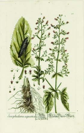 Blackwell German 032