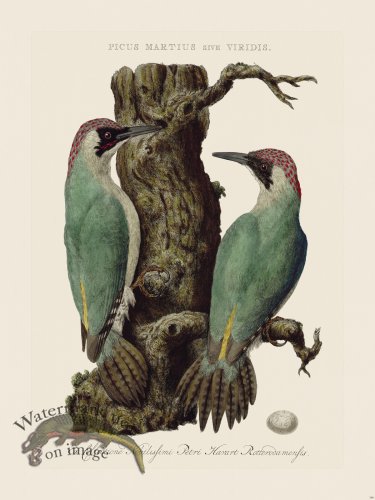 (image for) Nozeman Bird 148