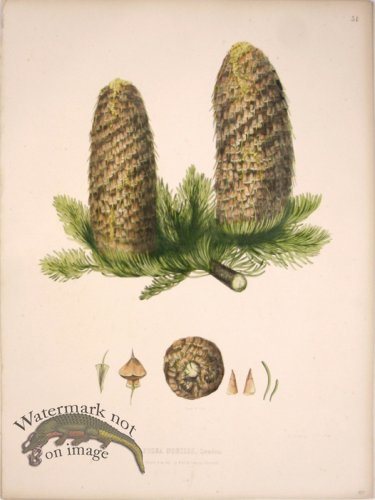 Lawson Pine Cone 05