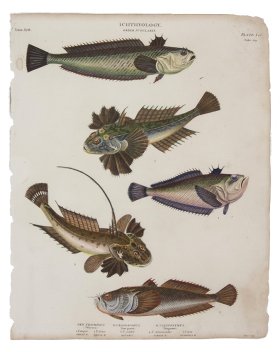 Weaver Stargazer Dragonet Fish