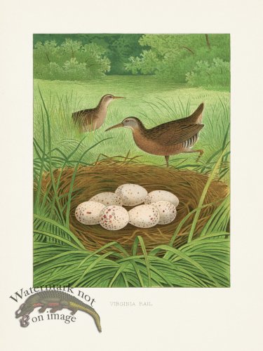 (image for) Thomas Gentry Bird 16