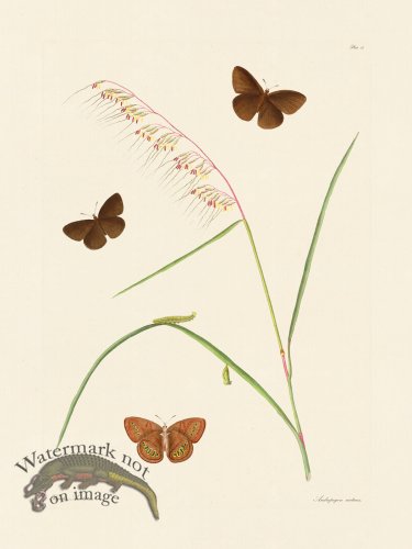 (image for) Abbot Butterfly 013