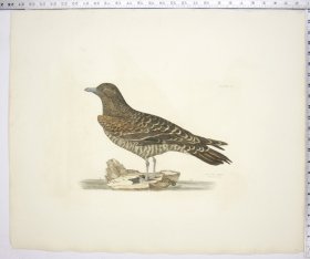 Artic Skua