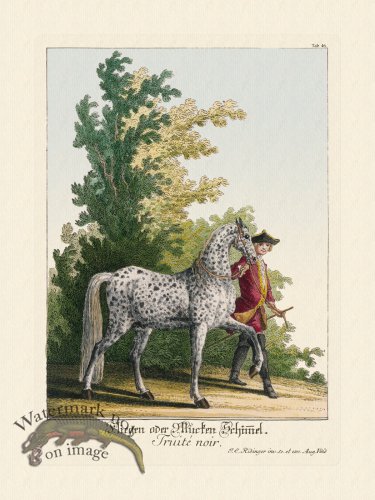 (image for) Ridingers Horses 46