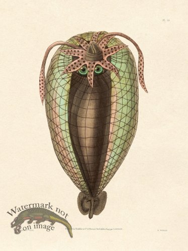 (image for) Shaw Nodder SL 10