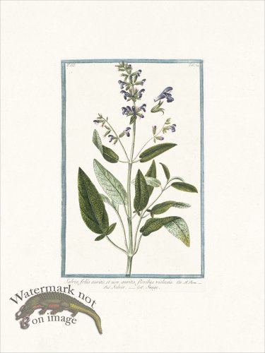 (image for) Bonelli 224 Common Sage