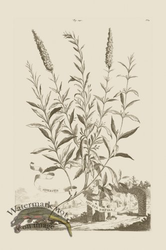 (image for) Abraham Munting 241