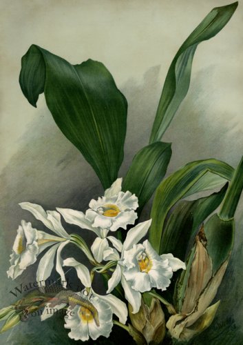 (image for) orchid 14