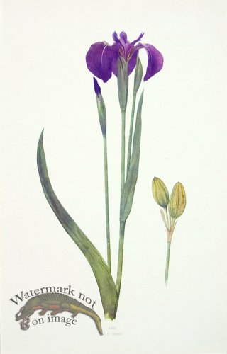 (image for) Dykes Iris 12
