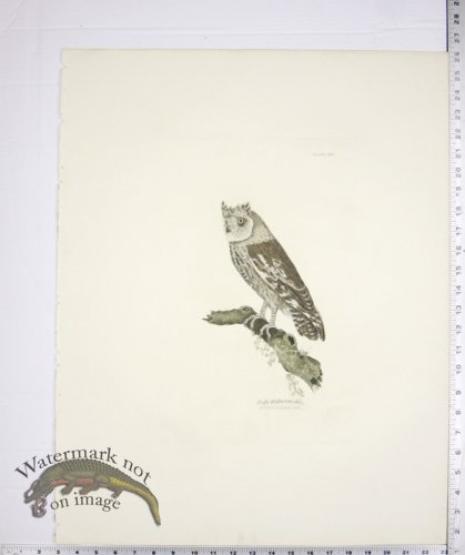 (image for) Scops Eared Owl