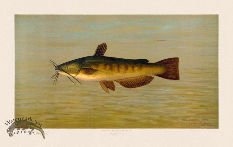 (image for) Common Bullhead Catfish