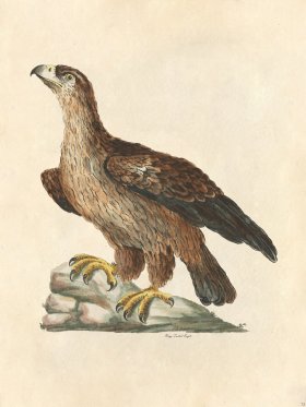 Ring Tailed Eagle - Tribute Bd 73 M