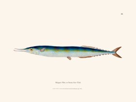 088 Saury Gar- Fish