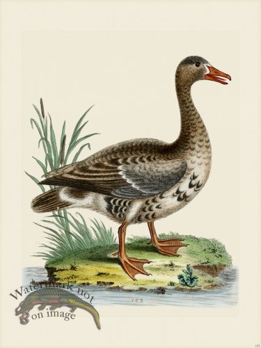 (image for) Edwards 153 laughing Goose