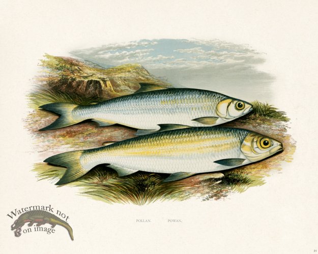 (image for) British FW 35